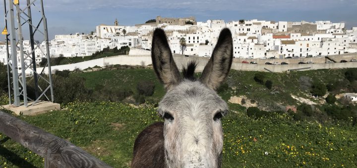 Esel aus Vejer de la Frontera